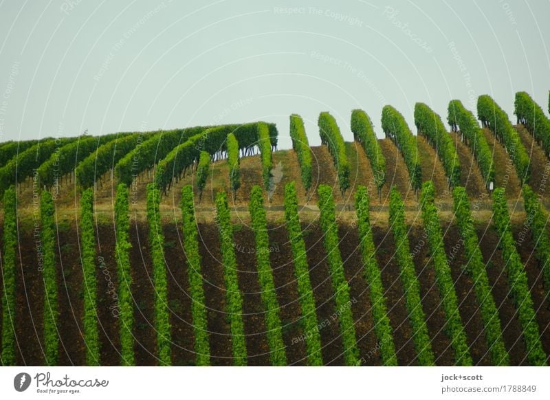 unnatural green lines of a vineyard Manmade landscape Sky Climate Agricultural crop Vineyard Line Growth Authentic Tall Long Above Green Conscientiously