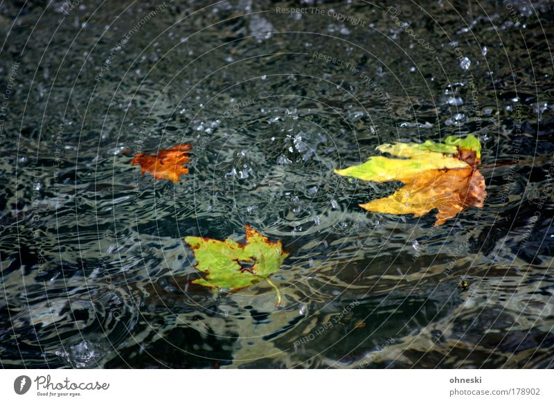 ex Colour photo Multicoloured Exterior shot Deserted Copy Space top Copy Space bottom Nature Water Drops of water Autumn Leaf Concern Grief Disappointment