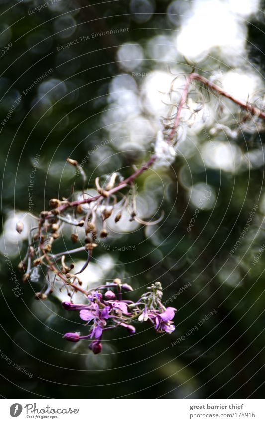 violet Colour photo Exterior shot Experimental Deserted Day Contrast Blur Deep depth of field Environment Plant Summer Flower Touch Relaxation Violet