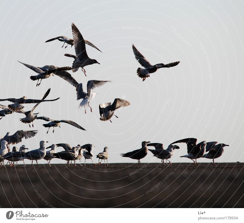 meeting place Colour photo Exterior shot Twilight Wing Seagull Group of animals Flock Flying Chaos Date Many To swarm Freedom Herd Accumulation Meeting point