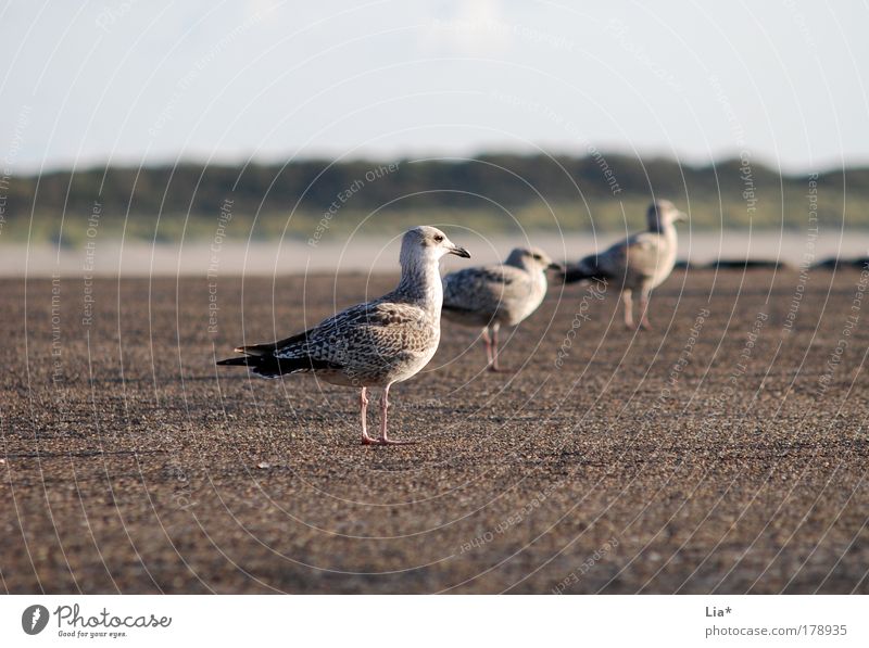 in threes Colour photo Exterior shot Evening Twilight Animal Bird Wing Seagull 3 Crouch Sit Serene Calm Boredom Friendship Group of animals Team Row of seats