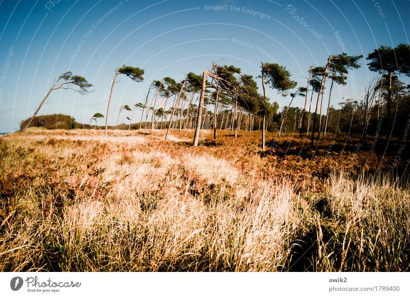 On the edge Environment Nature Landscape Plant Elements Cloudless sky Horizon Autumn Climate Beautiful weather Wind Tree Grass Bushes Wild plant Wind cripple