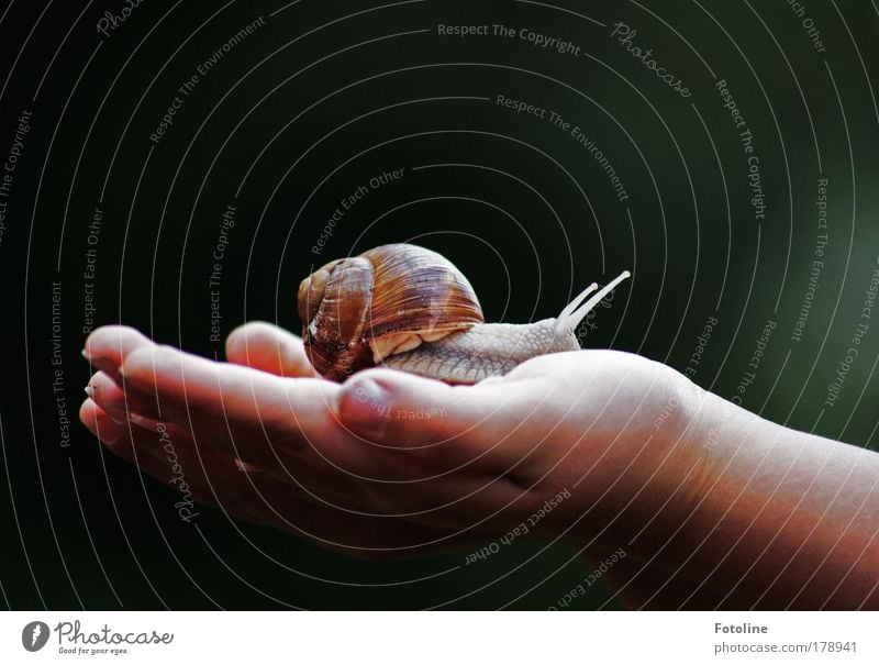 Hey, snail! Colour photo Multicoloured Exterior shot Day Light Human being Child Hand Environment Nature Animal Beautiful weather Garden Park Meadow Wild animal