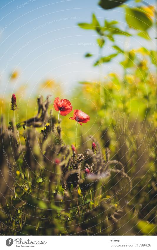 poppy flower Environment Nature Summer Beautiful weather Plant Flower Natural Red Poppy Colour photo Multicoloured Exterior shot Close-up Deserted Day
