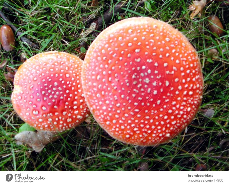 2 Fly agarics Pattern Red Mushroom Nature Detail
