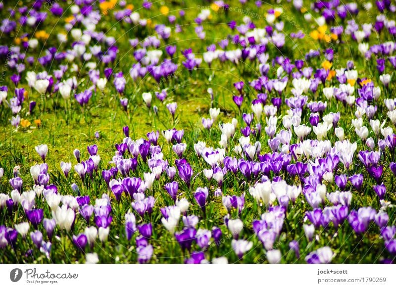 Bells a meadow Plant Spring Flower Meadow Esthetic Authentic Fresh pretty Under Warmth Happiness Spring fever Inspiration Abstract Sunlight blurriness Nature