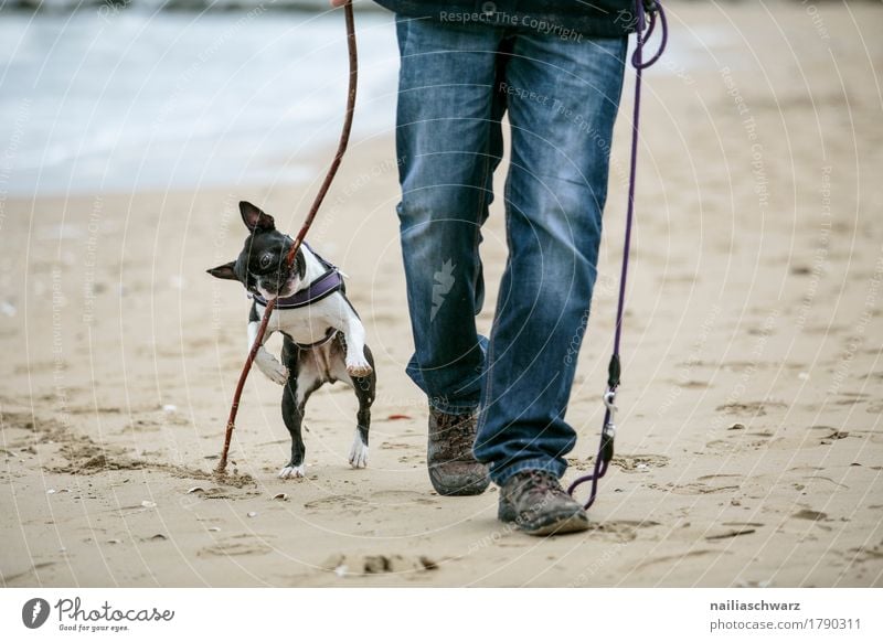 Boston Terrier plays on the beach Joy Beach Human being Man Adults Legs 1 Sand Jeans Footwear Animal Dog Vacation & Travel Playing Jump Hiking Friendliness