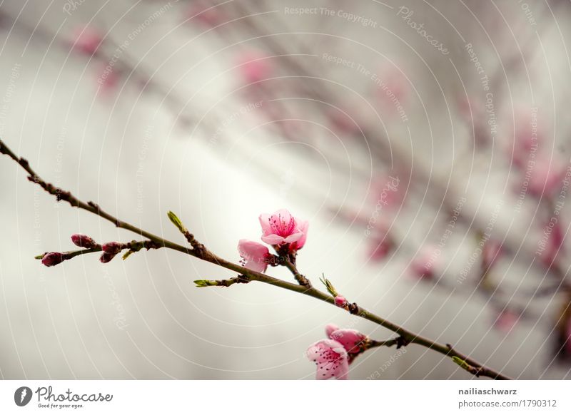 Cherry tree in spring Environment Nature Plant Spring Tree Flower Blossom Agricultural crop Blossoming Fragrance Jump Growth Natural Brown Pink Moody