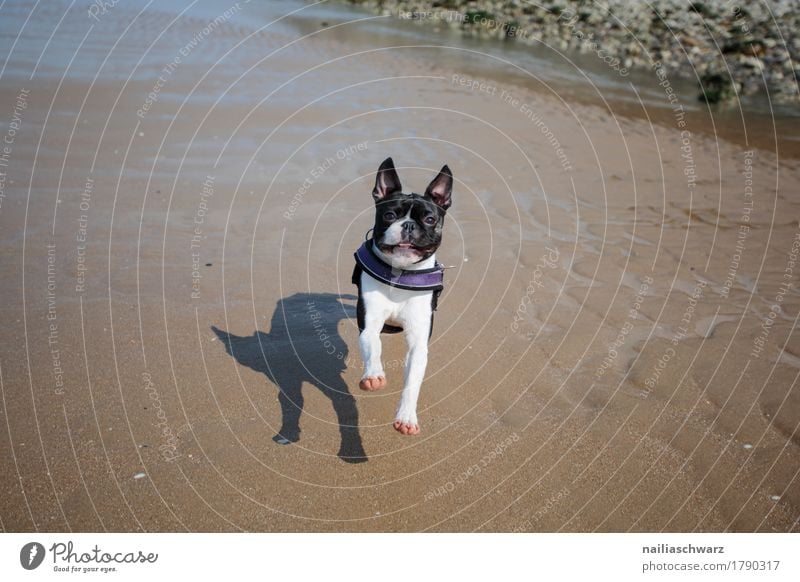 Boston Terrier on the beach Vacation & Travel Beach Nature Landscape Sand Coast ocean Atlantic Ocean Animal Pet Dog To enjoy Running Happiness Healthy Natural