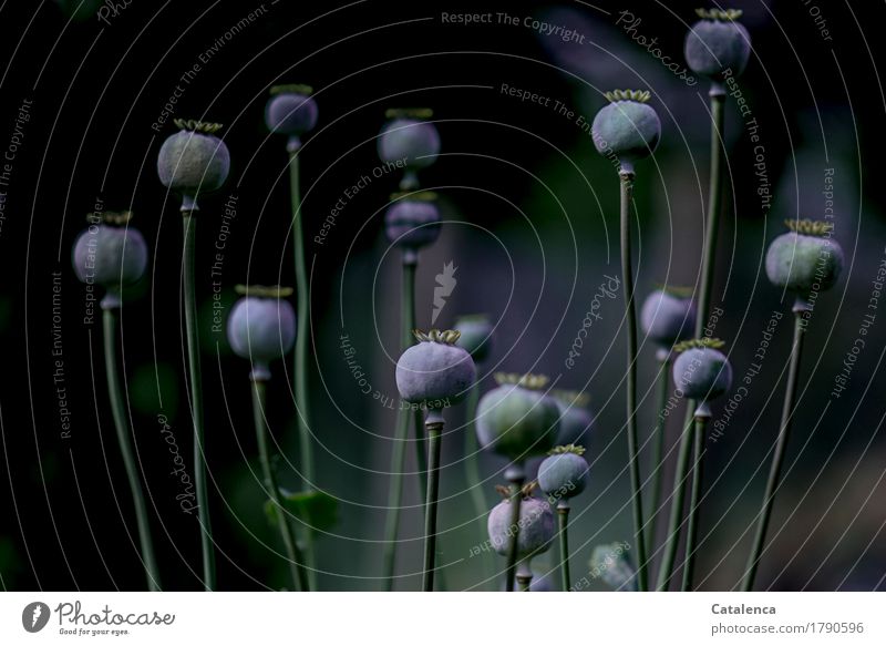 Poppy seed capsules before sleeping Nature Plant Autumn Flower poppy seed capsules Garden Faded To dry up Esthetic Together pretty Blue Green Violet Black Moody