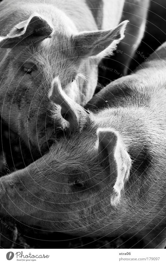 kiss Black & white photo Exterior shot Animal Pet Farm animal Animal face Pelt Petting zoo 2 Pair of animals Animal family Kissing Swine Wild boar Love Related