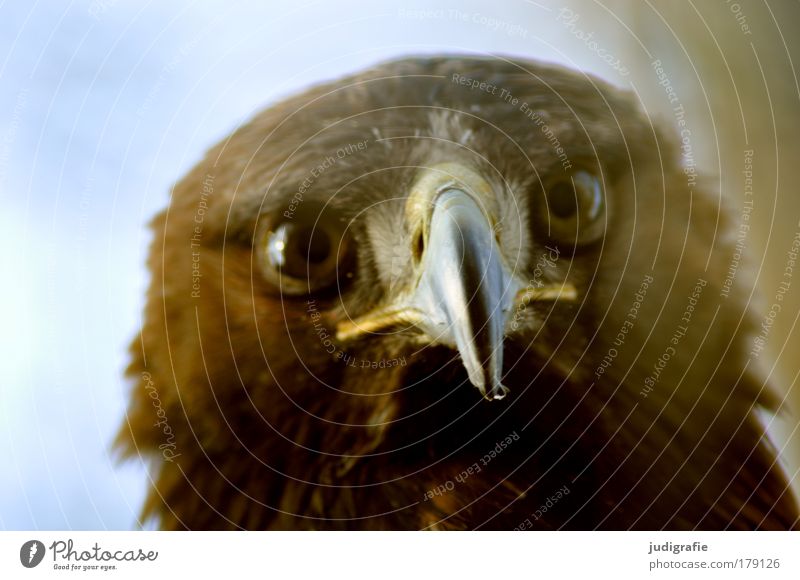 robber Colour photo Exterior shot Day Animal portrait Looking Looking into the camera Wild animal Bird Animal face 1 Natural Curiosity Contact steppe eagle Beak