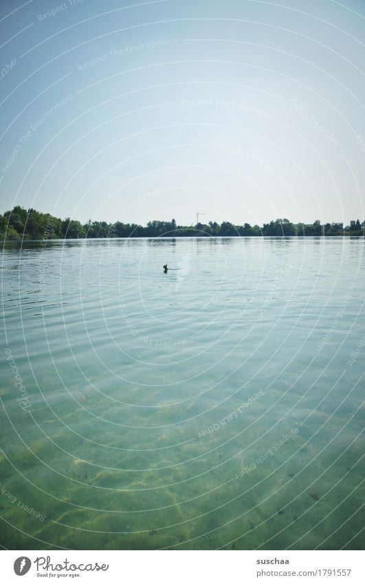 In the lake Summer Nature out warm Water Lake Green Surface of water Hand Sign