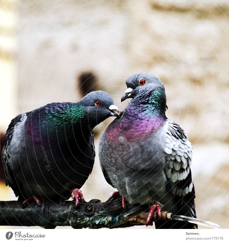 lovebirds Colour photo Exterior shot Close-up Copy Space top Day Bird's-eye view Animal Pigeon Animal face Claw 2 Rutting season To enjoy Communicate Love