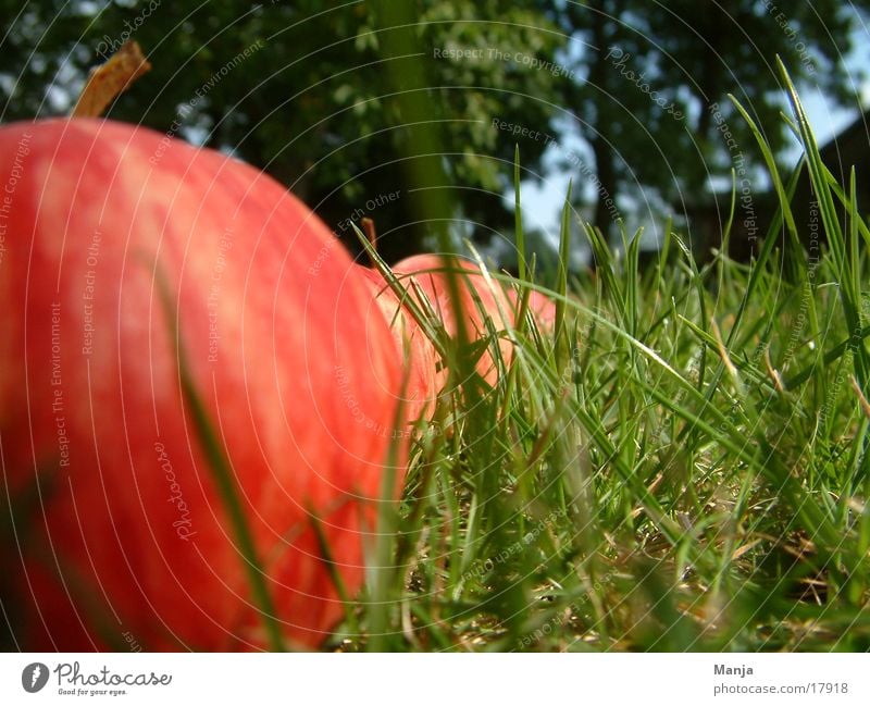 apple parade Meadow Grass Tree Red Green Apple Lawn Sky