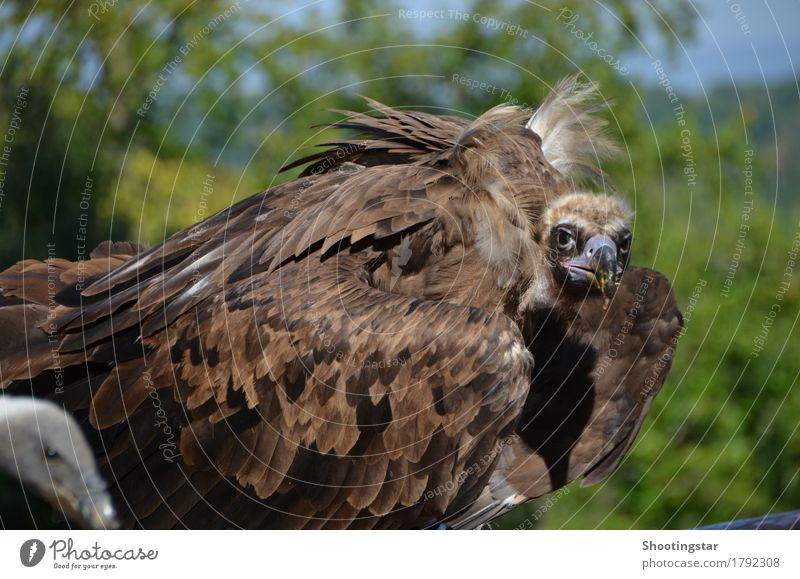 Vulture 3 Nature Animal Wild animal Bird 2 Brown Appetite Colour photo Exterior shot Animal portrait Looking Looking into the camera