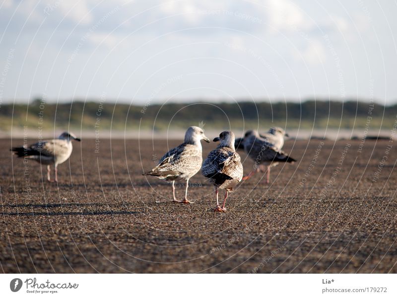 "Come, let's go" Colour photo Exterior shot Copy Space top Copy Space bottom Day Animal Bird Wing Seagull Group of animals Going Looking Brown Disappointment