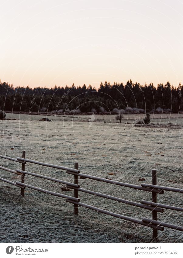 Frosty Morning Winter Environment Nature Landscape Earth Sky Climate Field Forest Brown Green Orange Pink Black Serene Calm Cold Fence Wooden fence Farm