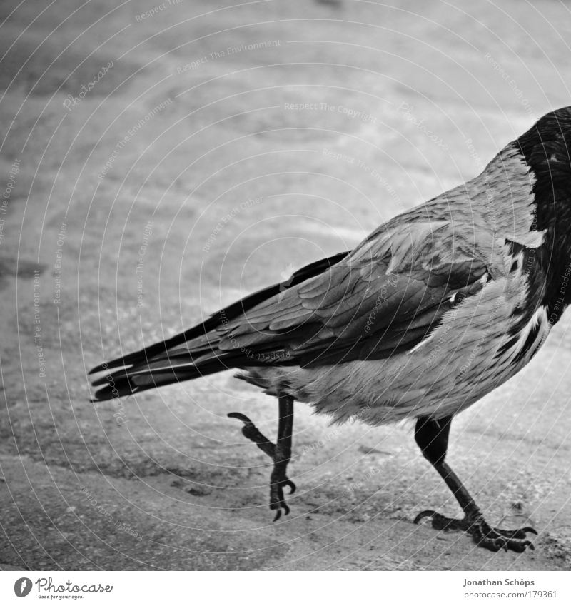 the bird looks out over the edge Black & white photo Copy Space top Shallow depth of field Animal portrait Looking away Bird Wing 1 Going Frame Urinate Headless