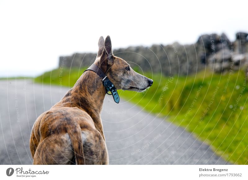 dog, dog, perro, greyhound, greyhound, galgo; Nature Meadow Wall (barrier) Wall (building) Lanes & trails Animal Dog 1 Stand Brown Gray Green Colour photo