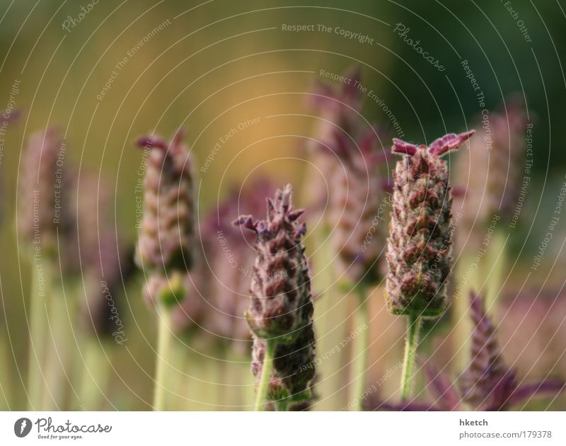 fan mail Colour photo Subdued colour Exterior shot Deserted Evening Twilight Shallow depth of field Plant Grass Meadow Fragrance Natural Beautiful Wild Trust