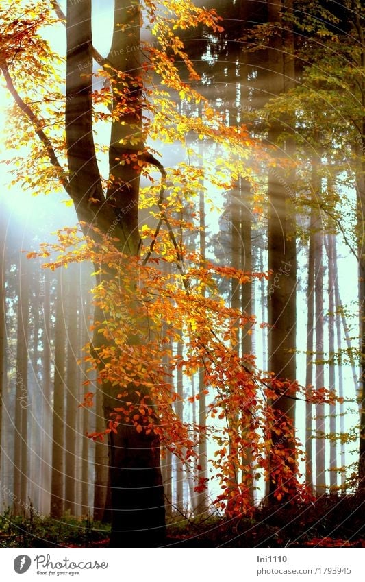 Indian buzzer Plant Sunlight Autumn Beautiful weather Fog Tree Leaf Beech wood Forest Natural Blue Yellow Gray Orange Red Black White Colour Nature Transience