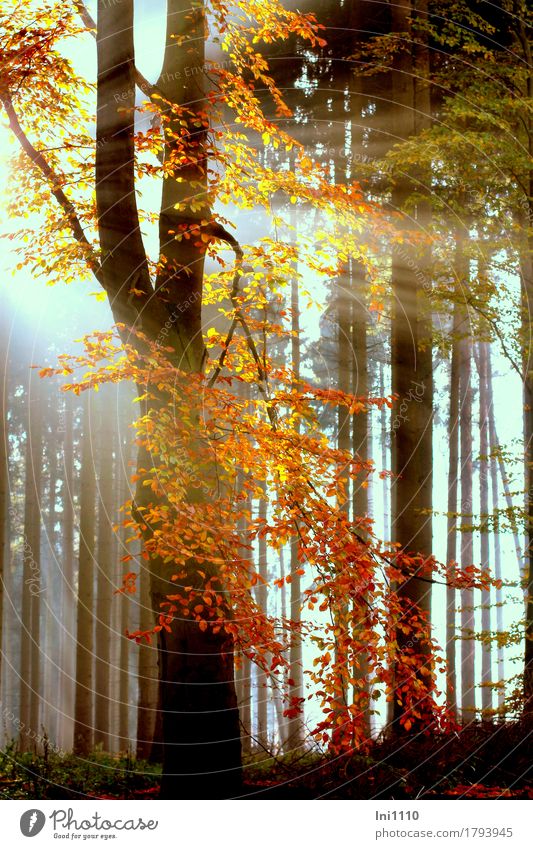 Rays of sunshine in the colorful autumn forest Plant Sunlight Autumn Beautiful weather Fog Tree Leaf Beech wood Forest naturally Blue Yellow Gray Orange Red