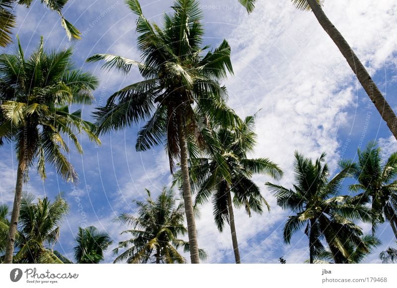 palm sky Colour photo Exterior shot Day Vacation & Travel Tourism Trip Far-off places Summer vacation Ocean Island silads Sulawesi Nature Sky Clouds Sunlight