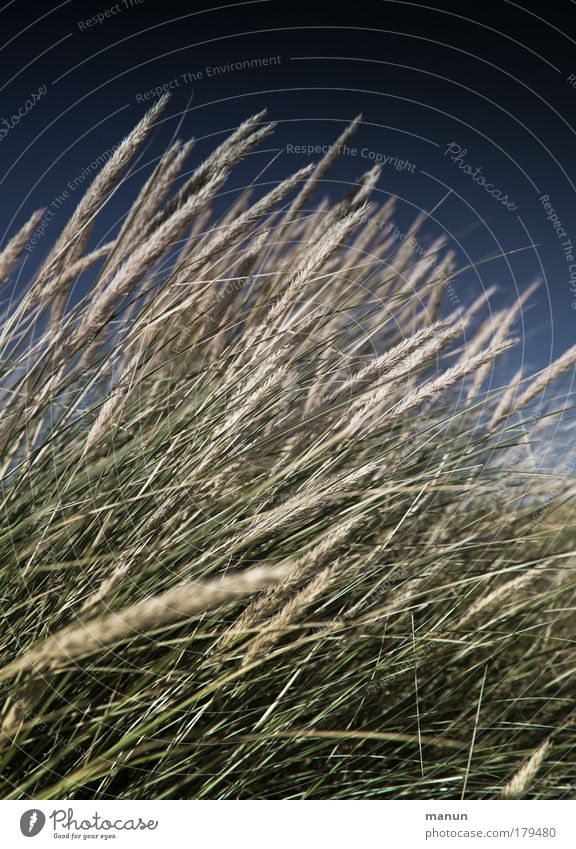 dune grass Colour photo Subdued colour Exterior shot Close-up Structures and shapes Copy Space top Copy Space bottom Day Contrast Sunlight Central perspective