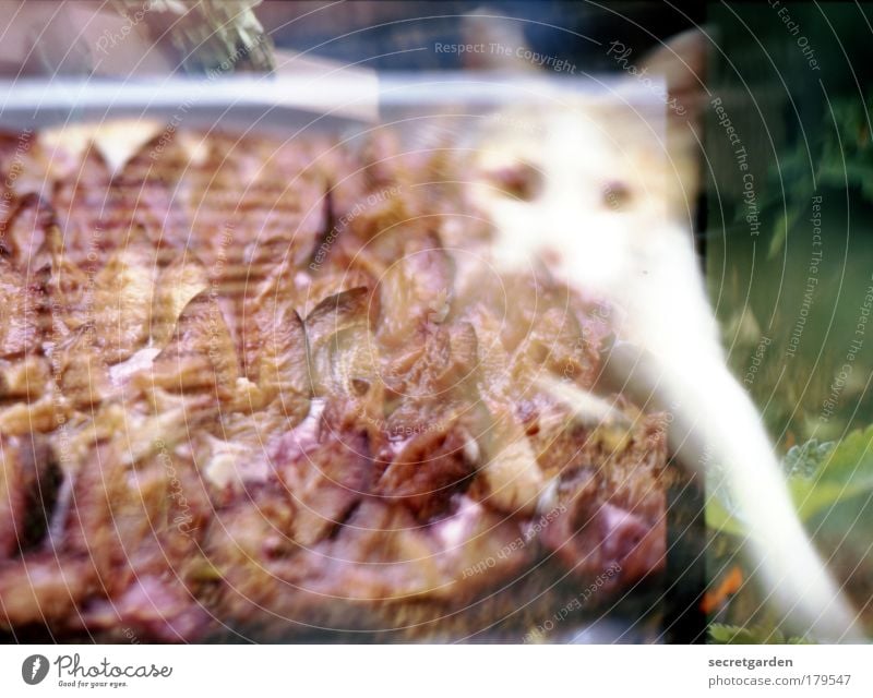 delicious plum cake ... uh ...cat Colour photo Multicoloured Exterior shot Interior shot Close-up Experimental Lomography Abstract Deserted Copy Space right
