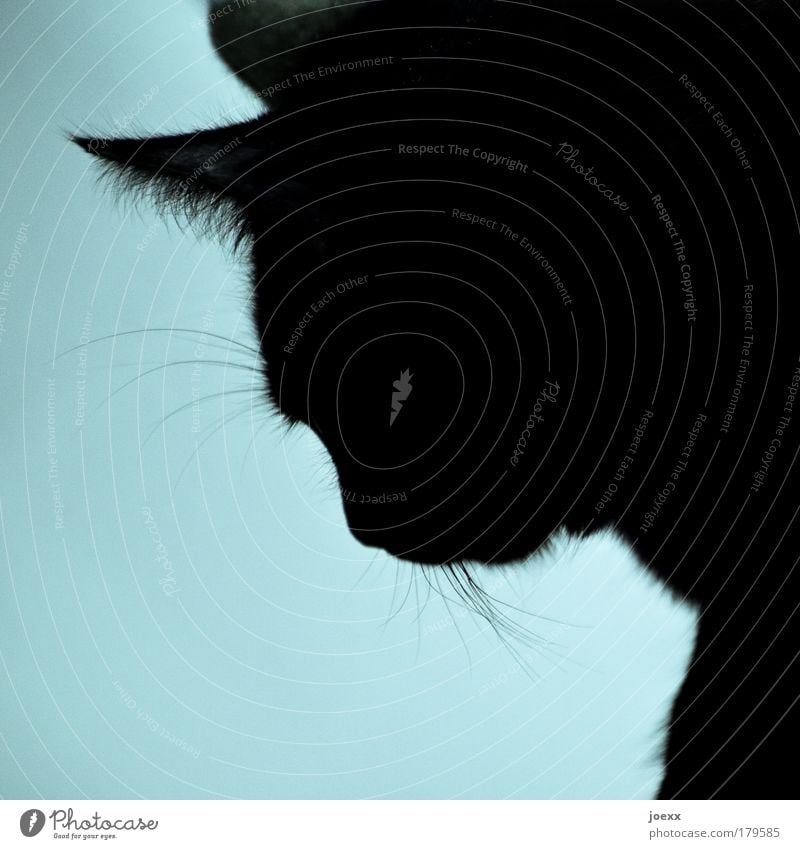 Did I... Colour photo Interior shot Copy Space bottom Light Silhouette Animal portrait Downward Pet Cat 1 Looking Beautiful Blue Love of animals Serene Patient