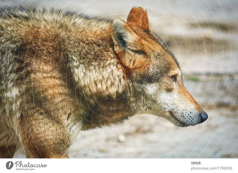 Portrait of Wolf Animal Wild animal 1 apex predator canid caniformia canoidea dog-like fauna gray wolf grey wolf Mammal muzzle Proboscis rostrum Snout