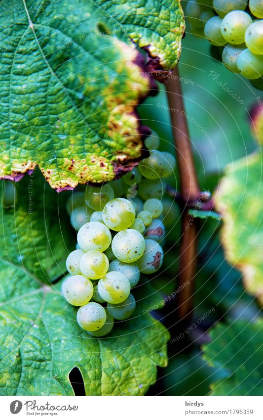 Wine before the harvest Fruit Vine Nutrition Winegrower Agriculture Forestry Agricultural crop Bunch of grapes Vine leaf Esthetic Authentic Uniqueness Positive