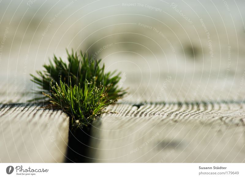 tuft of grass Colour photo Exterior shot Detail Deserted Copy Space right Copy Space top Copy Space bottom Day Light Shadow Contrast Plant Grass Bushes Leaf
