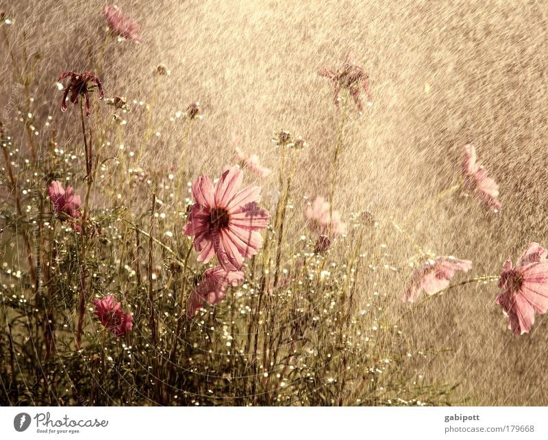 like a warm summer rain Colour photo Subdued colour Exterior shot Close-up Deserted Day Reflection Sunlight Sunbeam Nature Plant Drops of water Summer