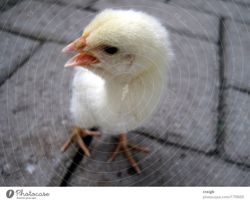 Andy Colour photo Subdued colour Close-up Deserted Day Light Animal portrait Full-length Looking away Farm animal Bird Animal face chick 1 Baby animal Stress