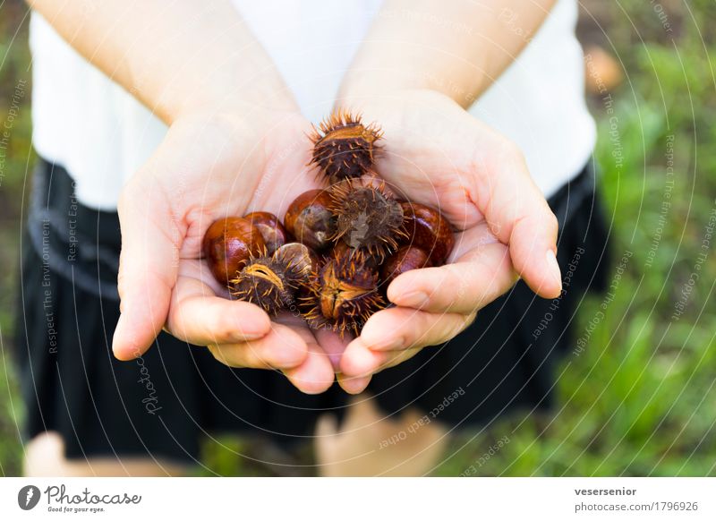 Look how beautiful! Feminine Hand Chestnut Select To dry up Simple Natural Thorny Dry Happy Contentment Joie de vivre (Vitality) Inspiration Colour photo