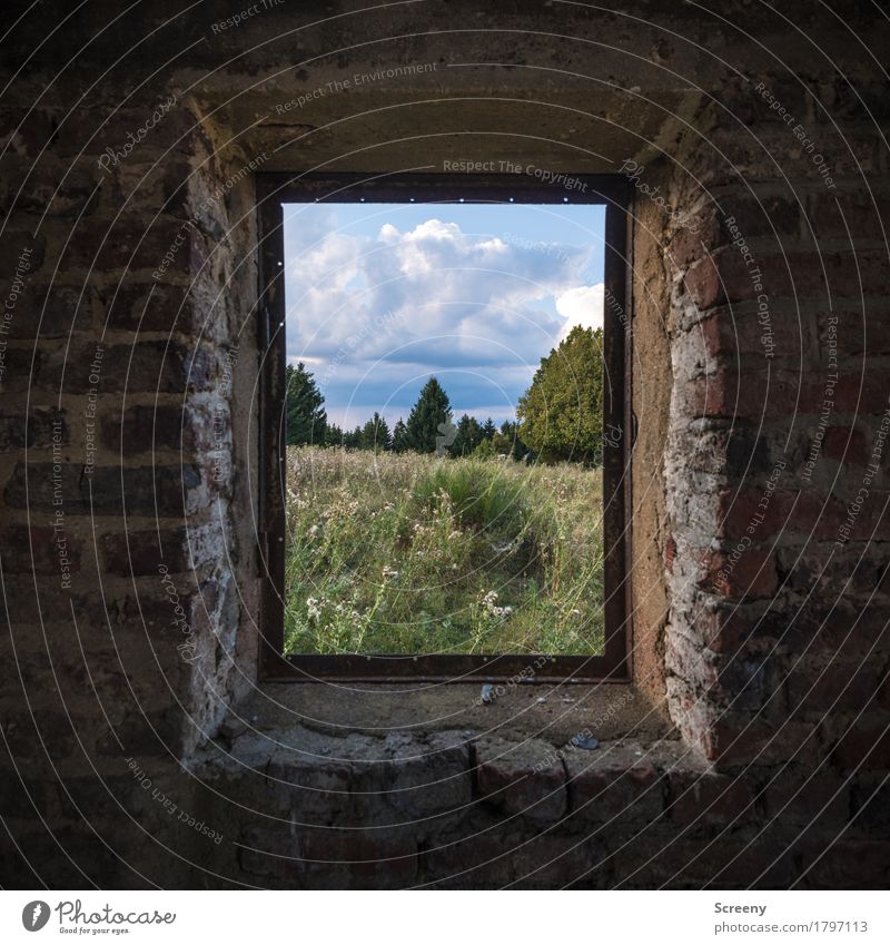 window naturally Nature Landscape Sky Clouds Summer Beautiful weather Tree Grass Bushes Meadow Wall (barrier) Wall (building) Window Observe Old Destruction
