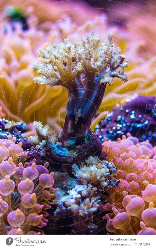 sea tree Plant Water Tree Flower Exotic Aquatic plant Reef Coral reef Ocean Multicoloured Violet Pink Anemone Forest Dive Colour photo Detail