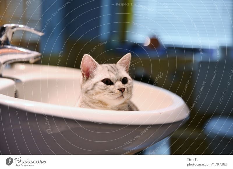 washing cat Animal Pet Cat 1 Calm Sink Bathroom putty Colour photo Interior shot Deserted Copy Space top Copy Space bottom Evening Artificial light
