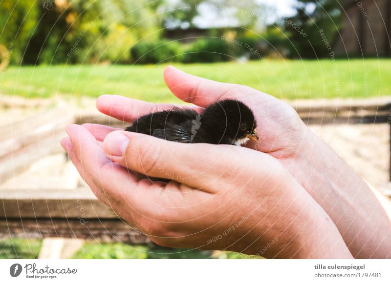 Better the chick in the hand ... Leisure and hobbies Masculine Hand 1 Human being Animal Farm animal Chick Barn fowl Baby animal Touch Catch To hold on Crouch
