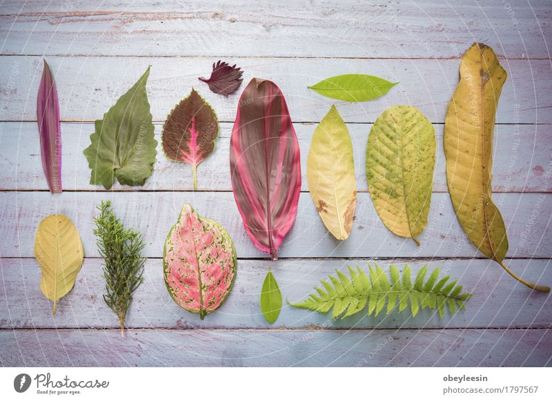 Flat lay of a variety of leaves Lifestyle Style Education Art Artist Work of art Leaf House (Residential Structure) Wall (barrier) Wall (building) Wood Good