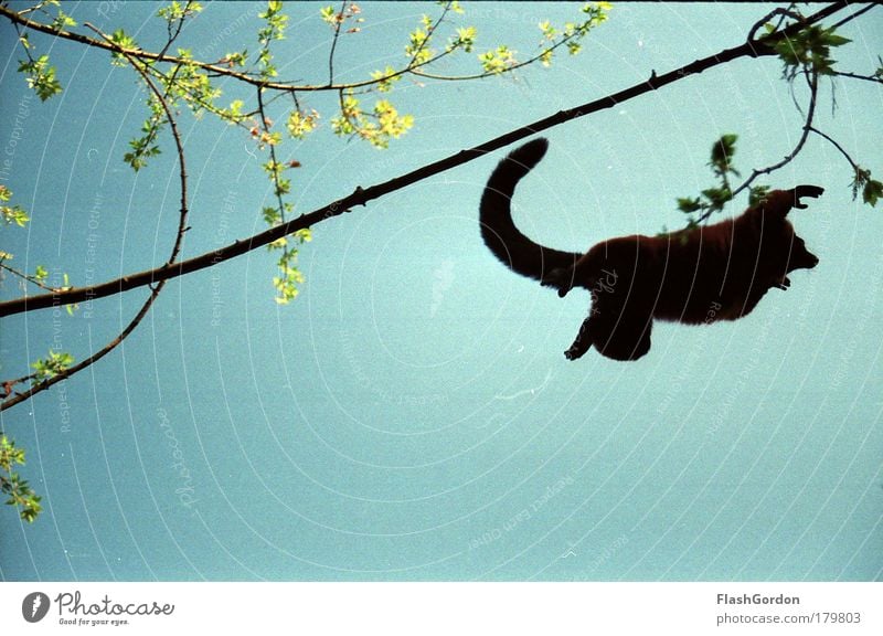vari Colour photo Exterior shot Animal Wild animal 1 Flying Jump Variegated Lemur Day