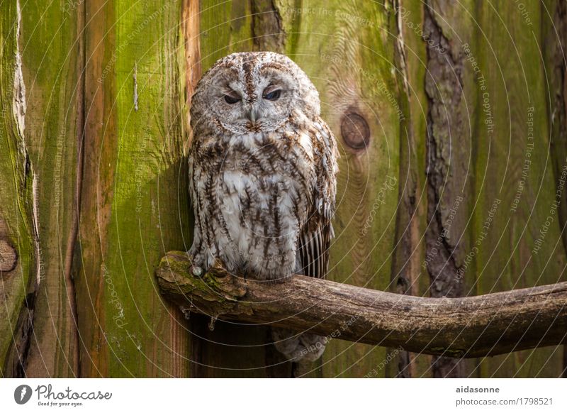 owl Wild animal Bird 1 Animal Love of animals Loneliness Owl birds Eagle owl Sit Colour photo Exterior shot Deserted Day Looking Looking into the camera Forward