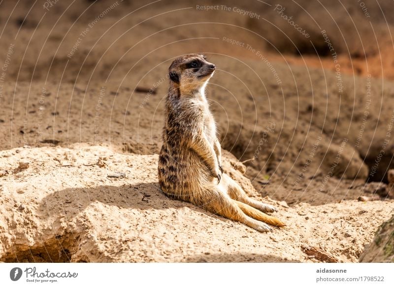 meerkats Nature Animal Meerkat 1 Contentment Safety (feeling of) Warm-heartedness Watchfulness Colour photo Exterior shot Deserted Day Central perspective