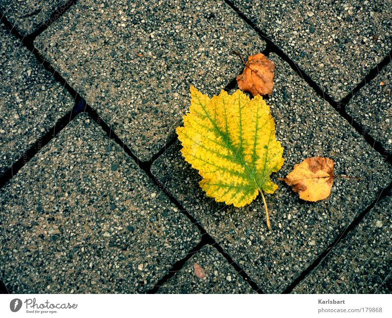 autumn. leaves. Lifestyle Design Relaxation Thanksgiving Environment Nature Autumn Climate Climate change Tree Leaf Park Meadow Street Lanes & trails Movement