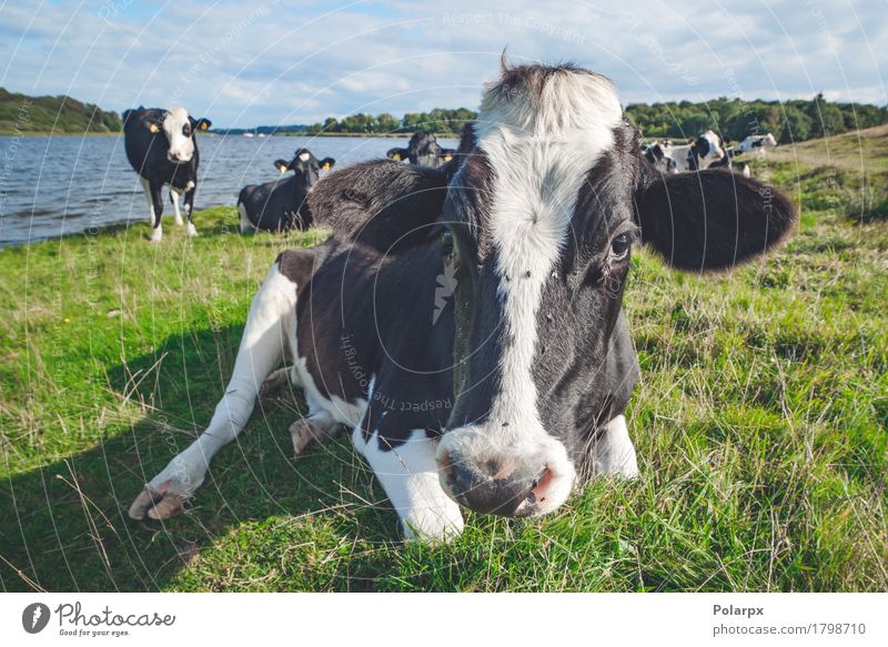Cow resting in the grass near a river Summer Nature Landscape Animal Sky Grass Meadow Lake River Herd To feed Stand Natural Green Black White water agriculture