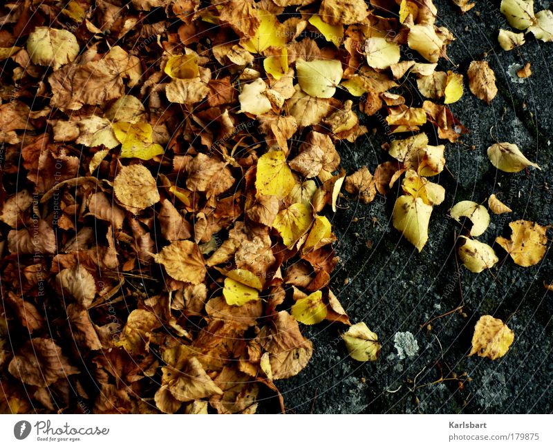 foliage. tanned. Lifestyle Design Thanksgiving Environment Nature Autumn Climate Climate change Leaf Park Street Lanes & trails Old Movement Flying Lie Brown