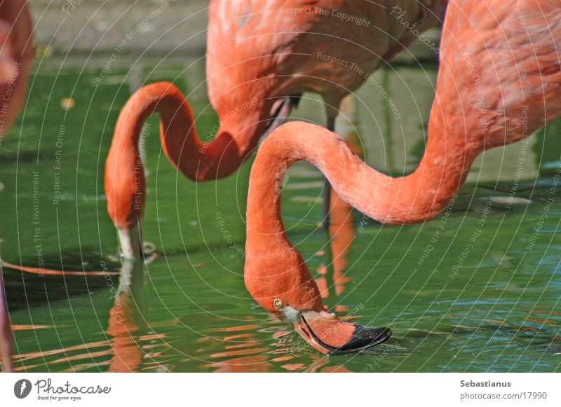 drinking flamingos Flamingo Drinking Pink Bird long neck green water (bah)