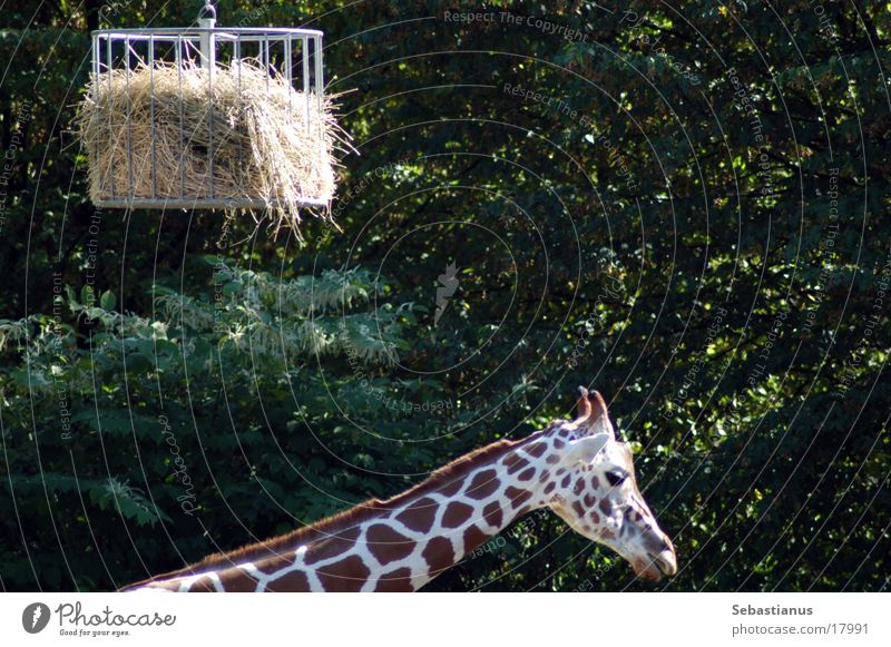 I'll get a neck. Straw Cage Giraffe Duisburg Zoo Neck exotic species